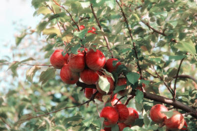 ovocné okrasné stromy výroba kríkov v Poľsku